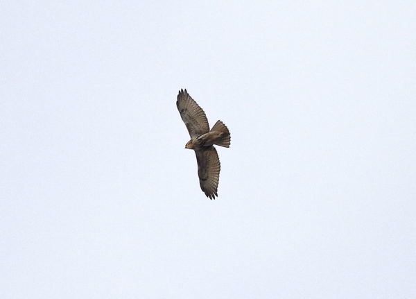 Juvenile Red-tailed Hawk flying above Washington Square Park