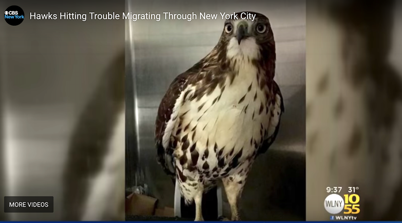 Image from CBS news story about migrating Hawks getting into trouble