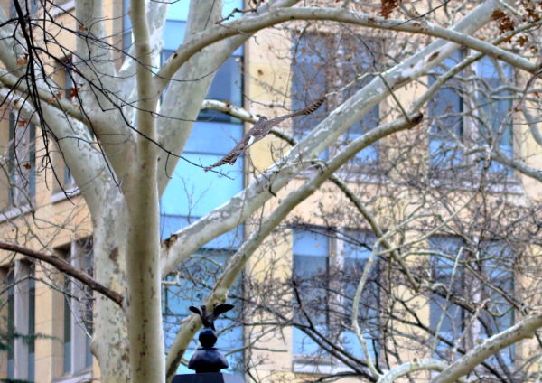 Cooper's Hawk flying through Washington Square Park trees