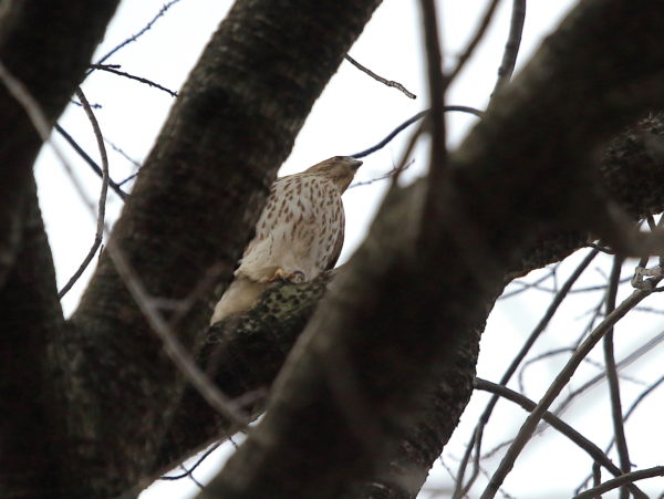 Cooper's Hawk in Washington Square Park tree