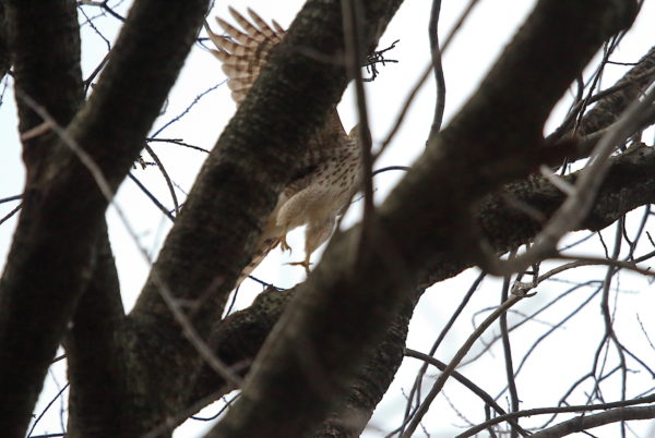 Cooper's Hawk about to leap from a tree