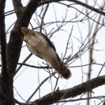 Cooper's Hawk with legs outstretched to land in tree