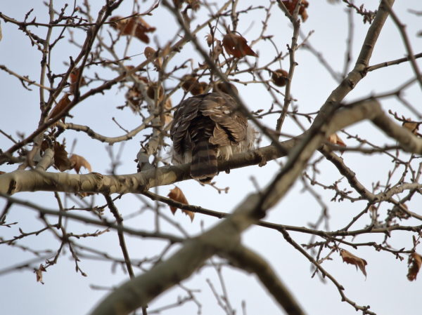 Cooper's Hawk in a tree, back facing the camera