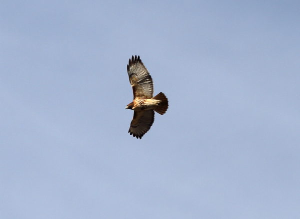 Sadie Hawk flying over Washington Square Park