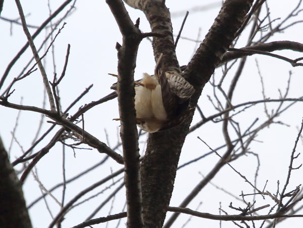 Cooper's Hawk landing in tree