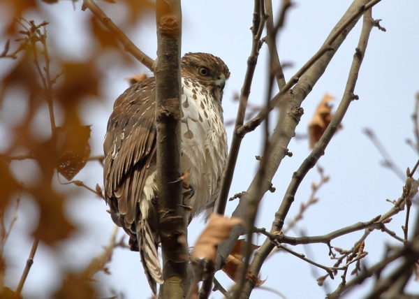 Washington Square Park Cooper's Hawk on a branch