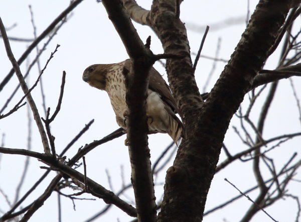 Cooper's Hawk sitting in a tree