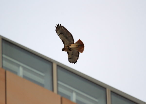 Washington Square Park Hawk Bobby flying above buildings