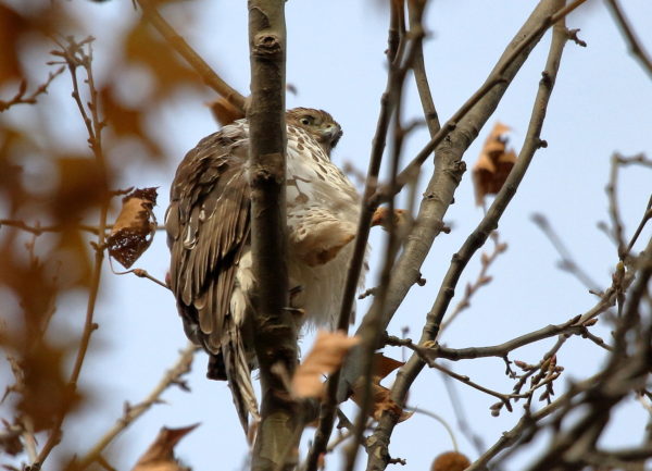 Cooper's Hawk sitting on a branch with leg kicked out