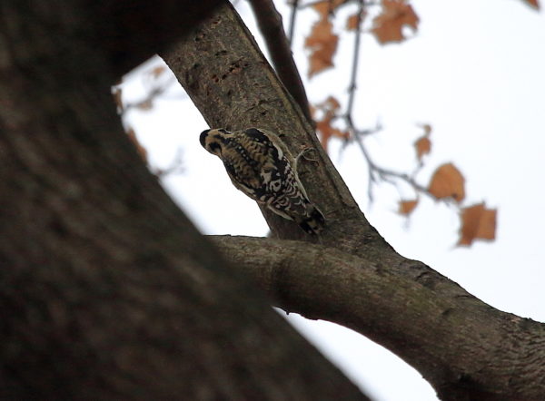 Yellow-bellied Sapsucker digging into a tree