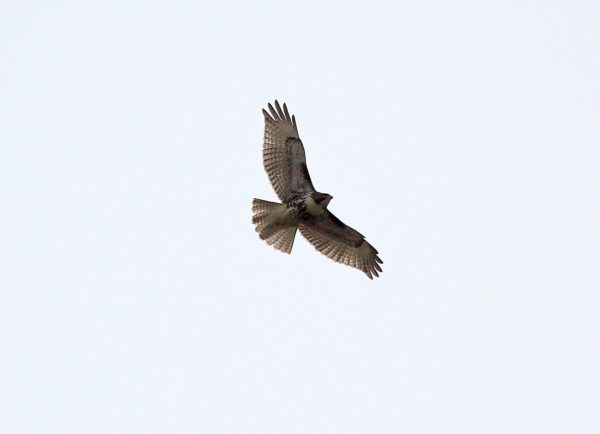 Young Red-tailed Hawk flying above Washington Square Park