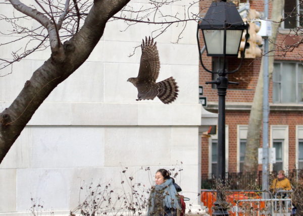 Cooper's Hawk flying by woman and Washington Square Park arch