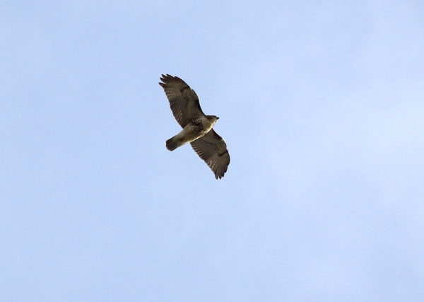 Young Red-tailed Hawk flying over Washington Square Park