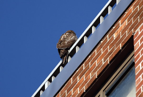 Juvenile Red-tailed Hawk sitting on NYC apartment building