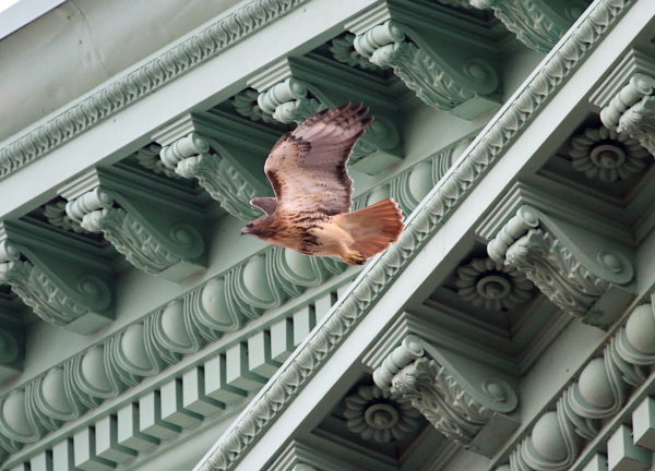 Bobby flying away from NYU's Silver Center building
