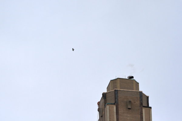 Young Red-tailed Hawk flying above One Fifth Avenue