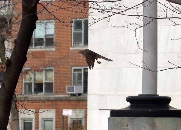 Washington Square Park Cooper's Hawk flying by the arch