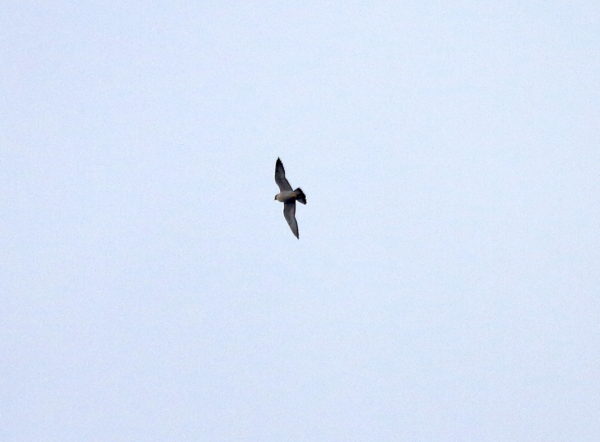 Peregrine Falcon flying over Washington Square Park