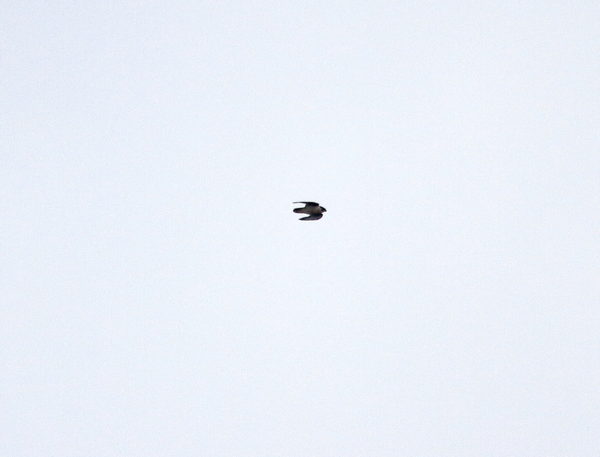 Peregrine Falcon flying over Washington Square Park