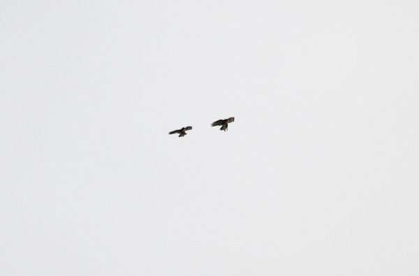 Washington Square Park Hawks flying together