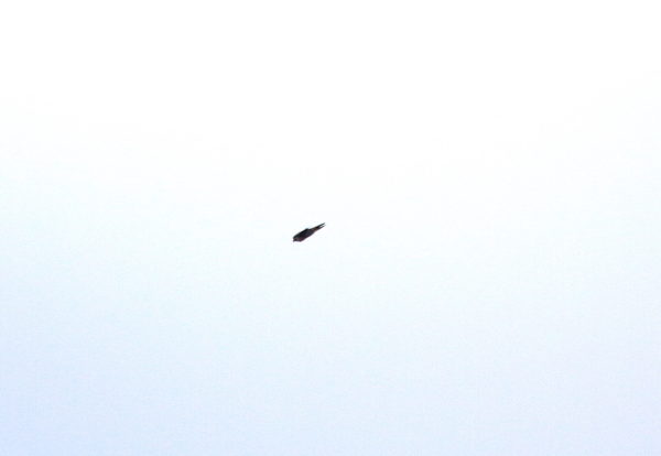 Peregrine Falcon diving over Washington Square Park