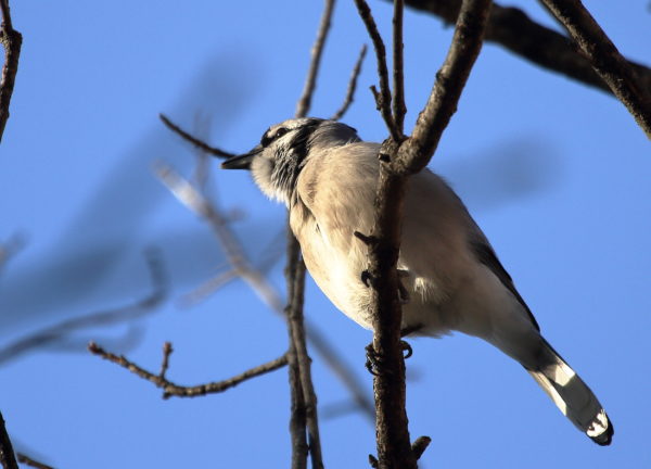 Blue Jay singing in a Washington Square Park tree