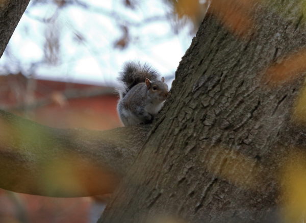 Washington Square Park squirrel in a tree