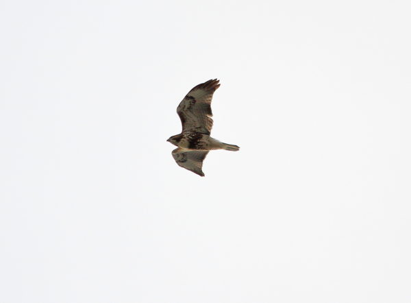 Juvenile Red-tailed Hawk flying over Washington Square Park