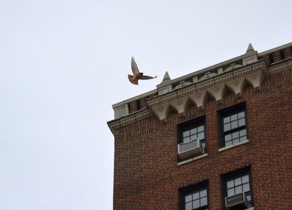 Washington Square Park Hawk Bobby flying away from building