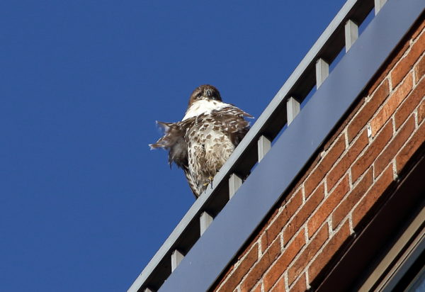 Juvenile Red-tailed Hawk sitting on NYC apartment building