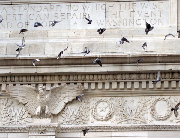 Pigeons approaching a landing Washington Square Park arch