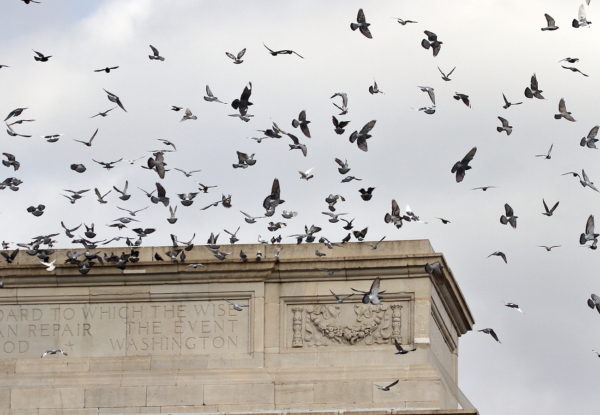 Pigeons landing Washington Square Park arch