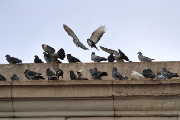 Pigeons landing on Washington Square Park arch