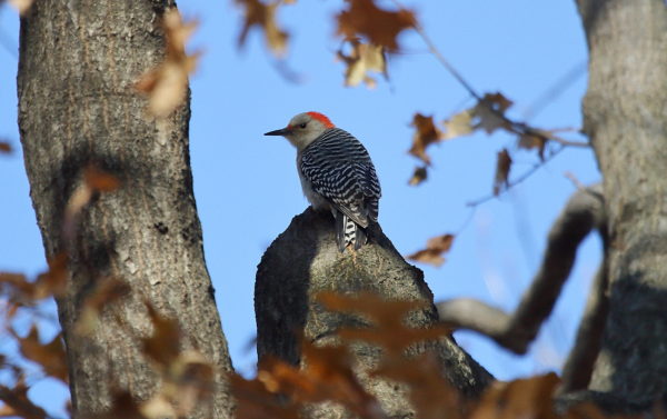 Red-bellied woodpecker in Washington Square Park