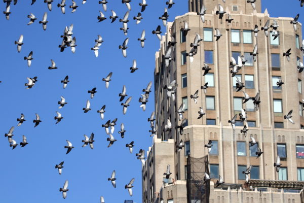 Washington Square Park pigeons flying in a big flock over the square