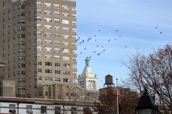Pigeons flying Washington Square Park