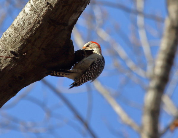 Red-bellied woodpecker eating bugs on Washington Square Park tree