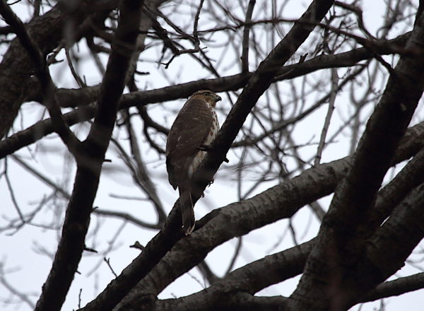 Cooper's Hawk sitting in Washington Square Park tree