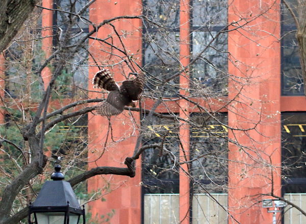 Cooper's Hawk diving down from tree