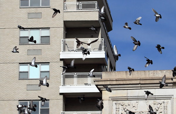 Bobby flying into a pigeon flock