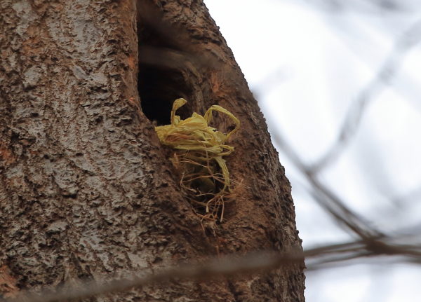 Yellow material in Washington Square Park squirrel nest