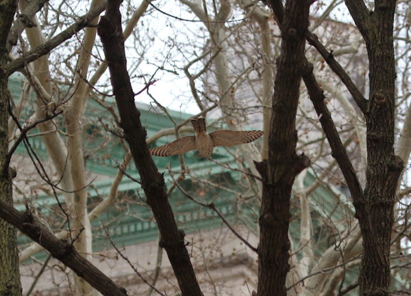 Cooper's Hawk flying through park trees