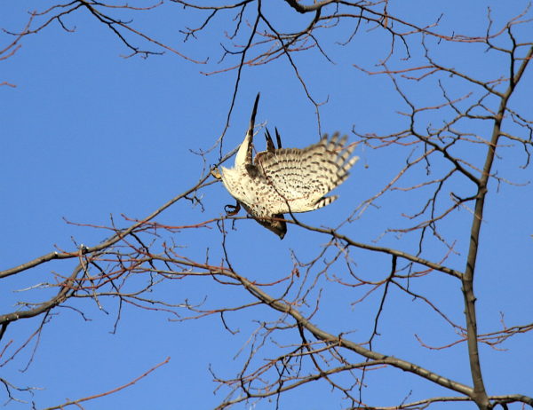 Cooper's Hawk diving through the trees