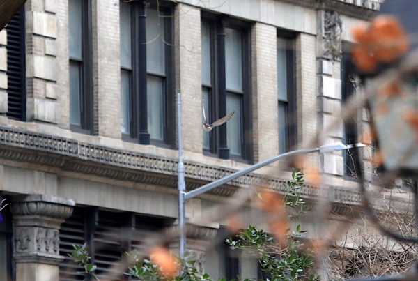 Cooper's Hawk flying along NYC buildings