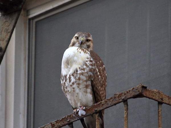Young Red-tailed Hawk sitting on NYC fire escape looking at camera