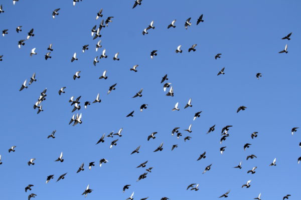 Pigeon flock flying over Washington Square Park