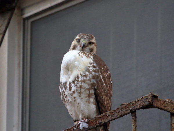 Young Red-tailed Hawk sitting on NYC fire escape looking at camera with one eye closed
