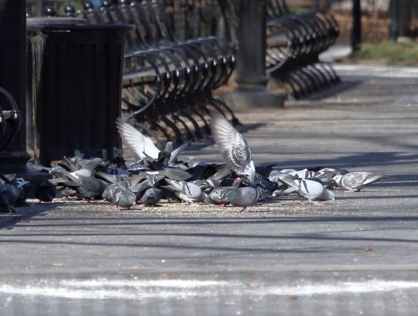 Pigeon flock eating seed on Washington Square Park path