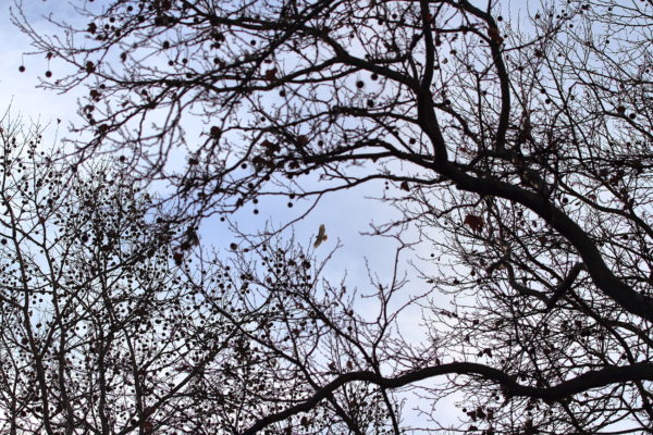 Washington Square Park Hawk Sadie flying above the trees