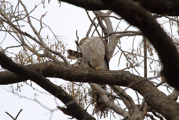 Preening Washington Square Park Cooper's Hawk in tree